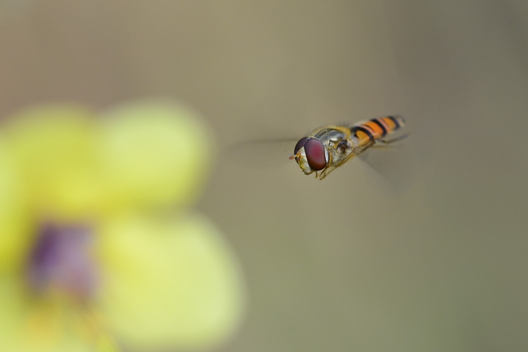 Syrphidae da ID:  maschio di Episyrphus balteatus